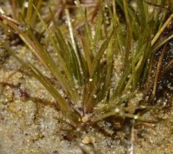 Trithuria inconspicua subsp. inconspicua. Habit of a whole plant in situ at Kai Iwi Lakes, Northland.
 Image: K.A. Ford © Landcare Research 2019 CC BY 3.0 NZ